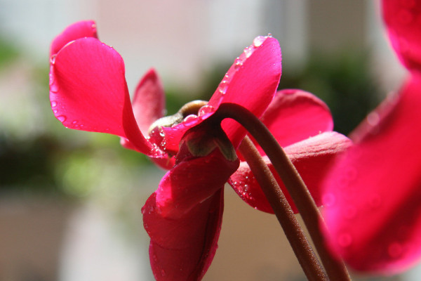 仙鶴來花語是什麼意思