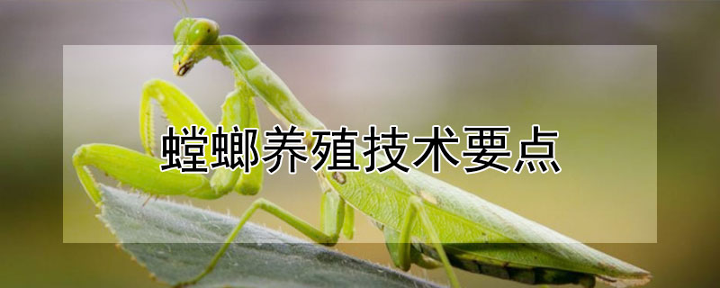 螳螂養殖技術要點