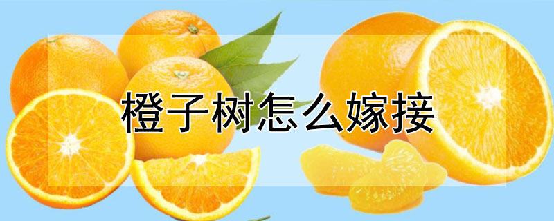 橙子樹怎麼嫁接