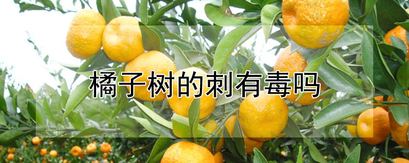橘子樹的刺有毒嗎