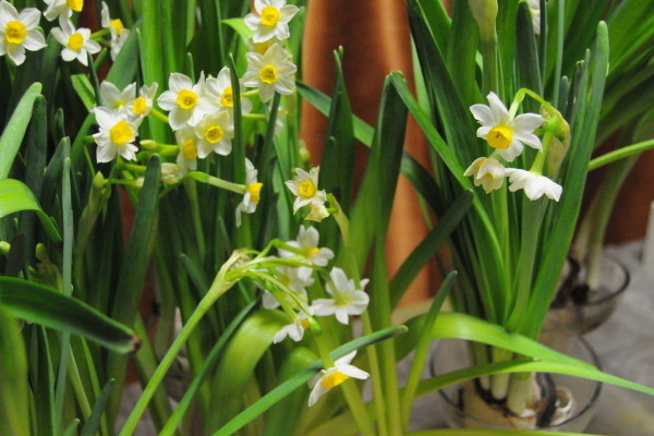 水仙花東倒西歪怎麼辦