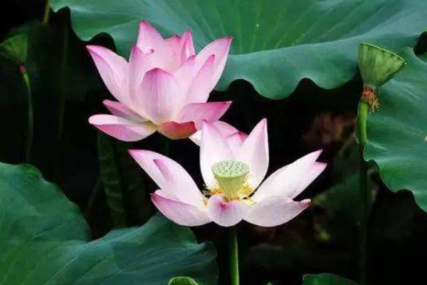 荷花能在海水裏生長嗎