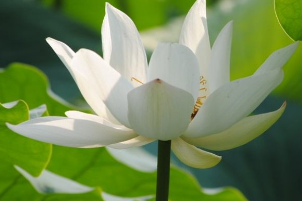 荷花能在海水裏生長嗎