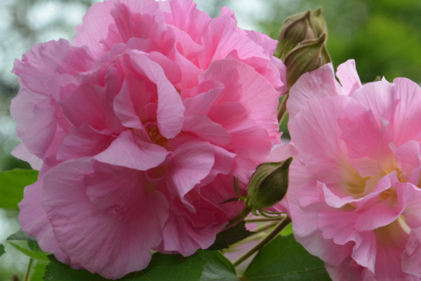 芙蓉花隻剩根部還能活麼