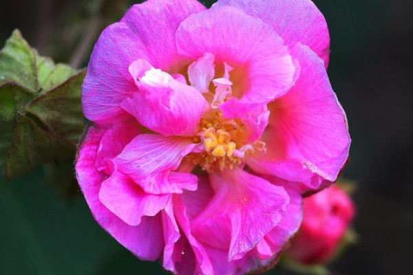 芙蓉花是怎麼傳插的