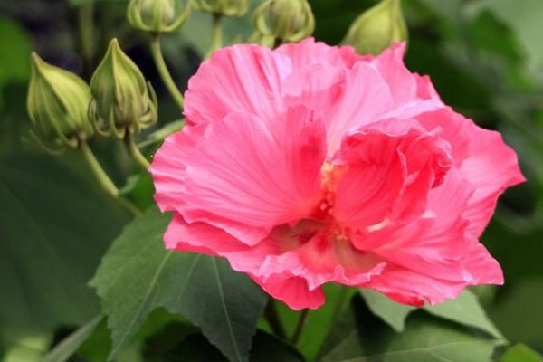 芙蓉花怎樣養殖和施肥
