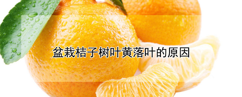 盆栽桔子樹葉黃落葉的原因