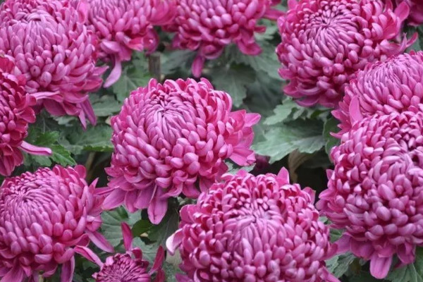 菊花春天的時候是什麼樣子的