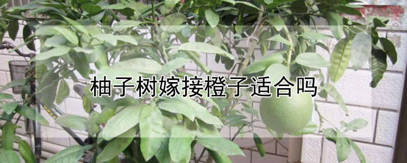 柚子樹嫁接橙子適合嗎