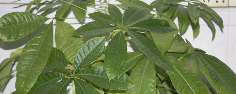 發財樹到冬天為啥黃葉子