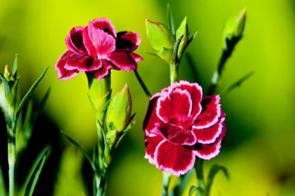 康乃馨春天播種什麼時候開花