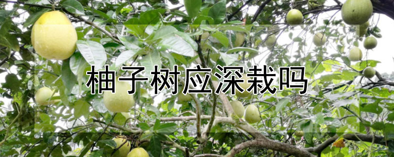 柚子樹應深栽嗎