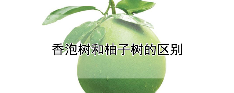 香泡樹和柚子樹的區別