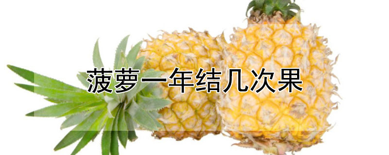 菠蘿一年結幾次果