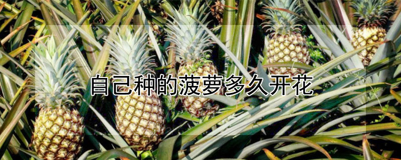 自己種的菠蘿多久開花