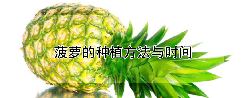 菠蘿的種植方法與時間
