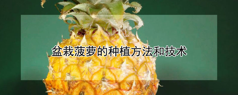 盆栽菠蘿的種植方法和技術