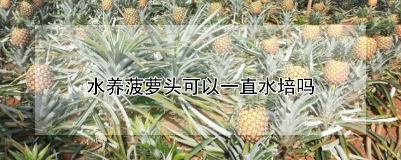 水養菠蘿頭可以一直水培嗎