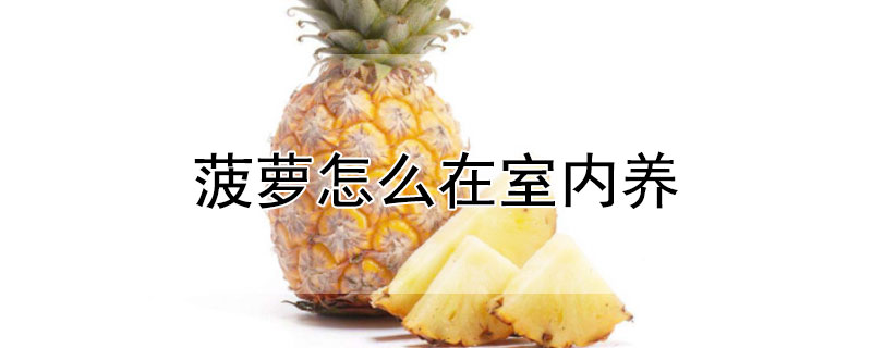 菠蘿怎麼在室內養