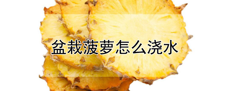 盆栽菠蘿怎麼澆水