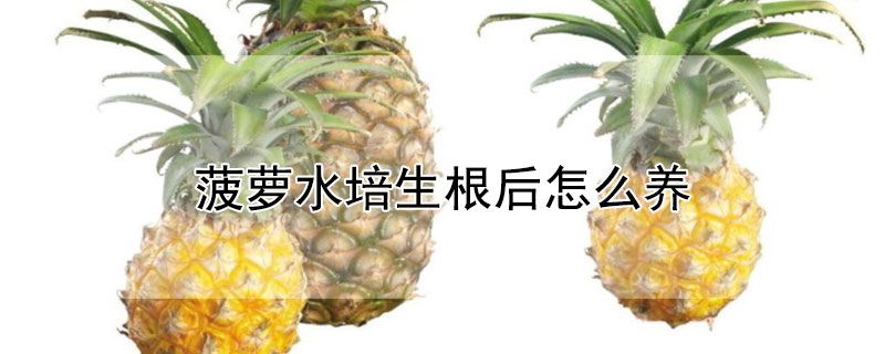 菠蘿水培生根後怎麼養
