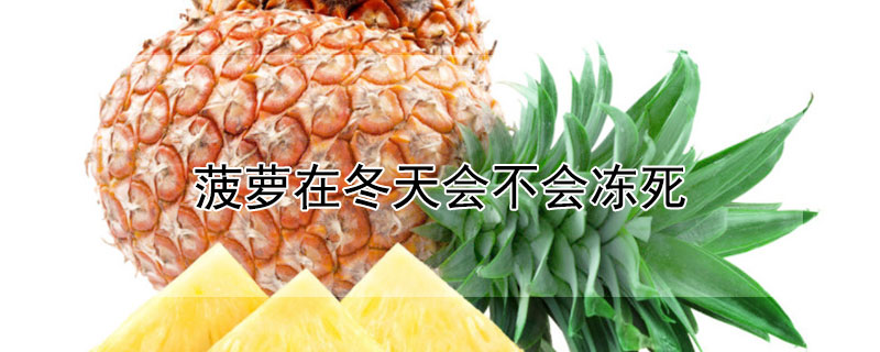 菠蘿在冬天會不會凍死