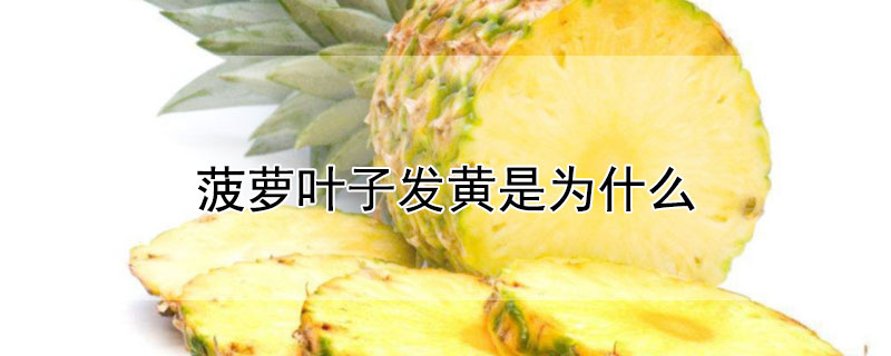 菠蘿葉子發黃是為什麼