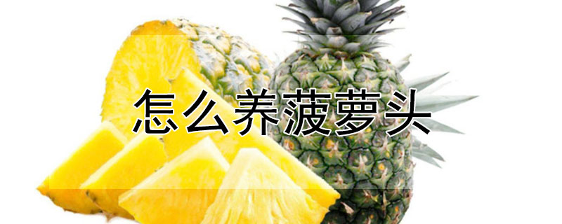 怎麼養菠蘿頭