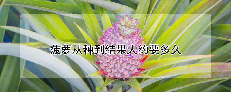 菠蘿從種到結果大約要多久