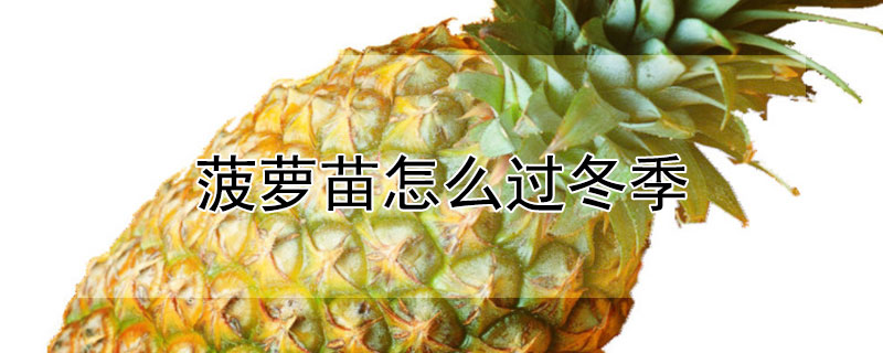 菠蘿苗怎麼過冬季