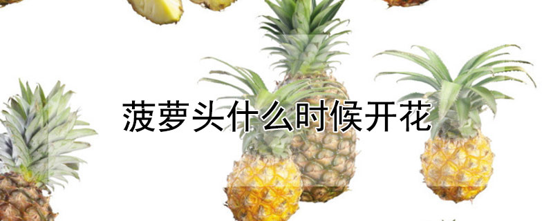 菠蘿頭什麼時候開花