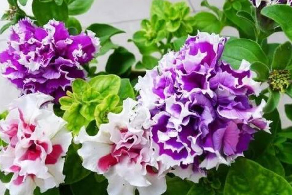 重瓣牽牛花什麼時候扡插好