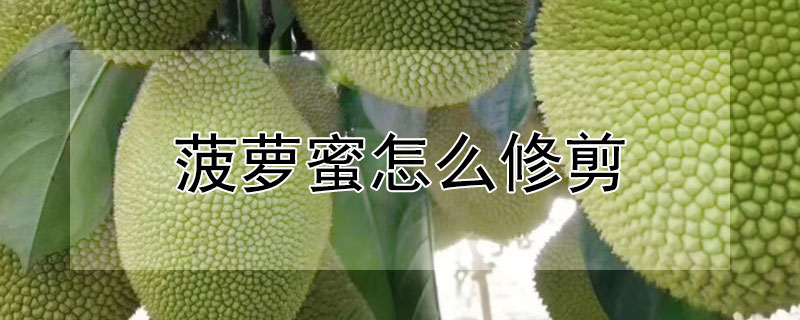 菠蘿蜜怎麼修剪