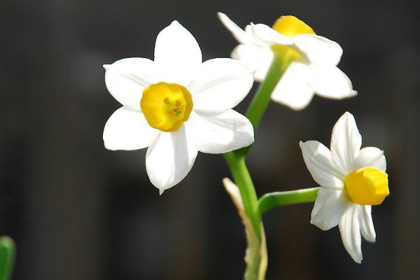 水仙花苞枯萎了怎麼辦