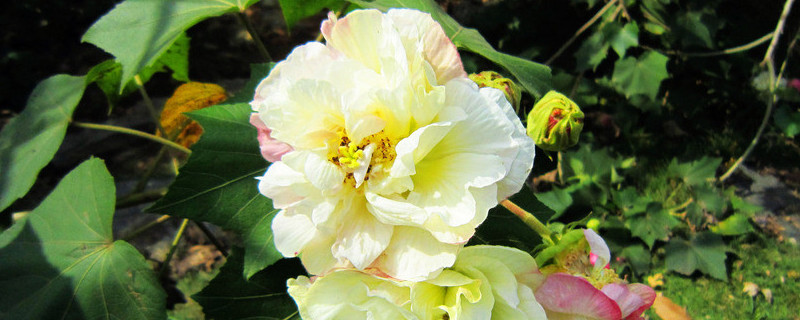 芙蓉花葉子幹吧怎麼回事
