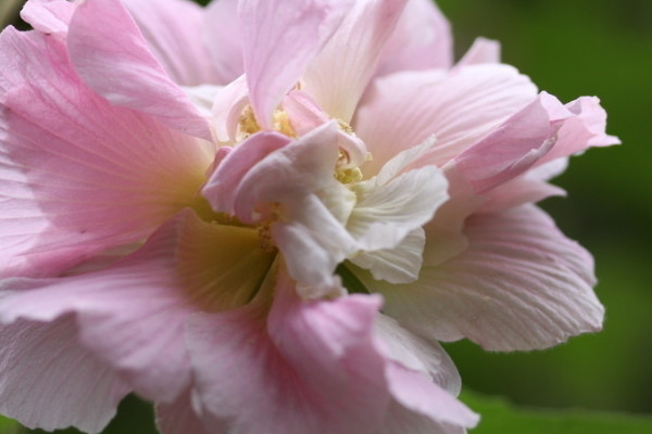 芙蓉花葉子幹吧怎麼回事