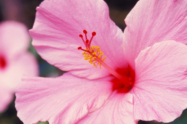 芙蓉花葉子幹吧怎麼回事