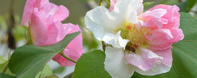 芙蓉花謝了怎麼樣修剪