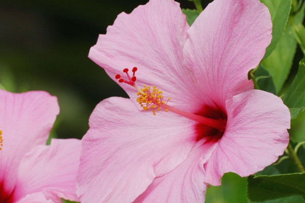 芙蓉花謝了怎麼樣修剪
