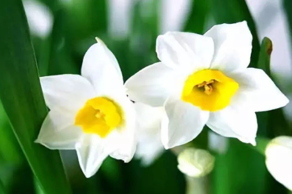 水仙花是什麼季節開的
