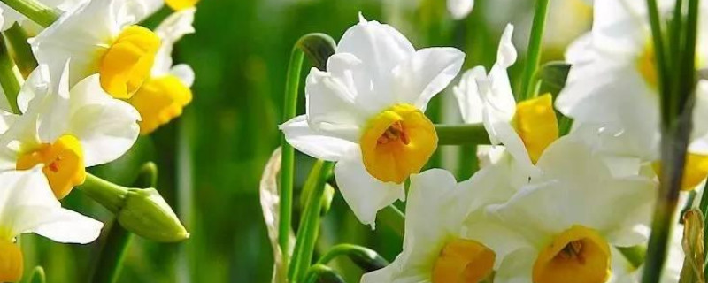 水仙花種球土培怎麼種