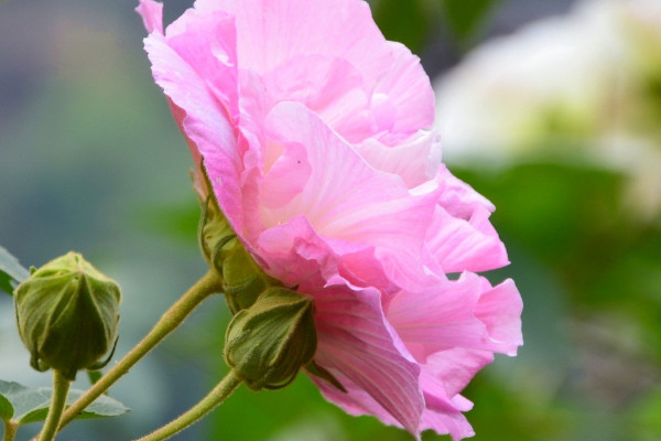 盆栽芙蓉花的扡插方法