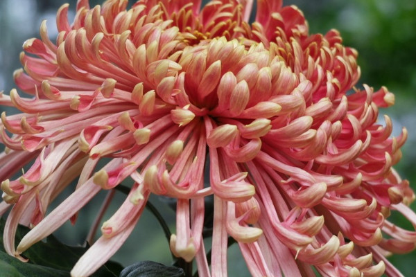 菊花是什麼顏色