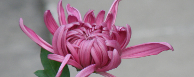 菊花長蚜蟲了怎麼處理