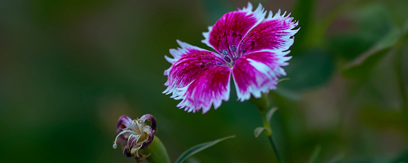康乃馨小苗徒長太細怎麼辦