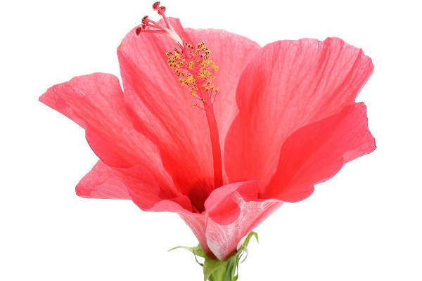 芙蓉花小苗不長怎麼回事