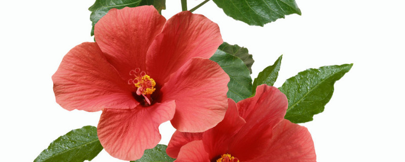 芙蓉花怎麼壓新的出來