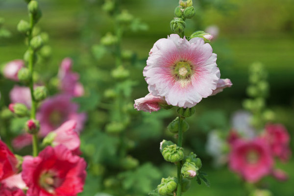 芙蓉花怎麼壓新的出來