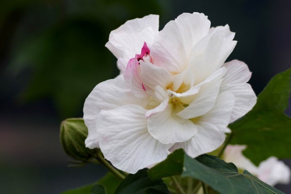芙蓉花怎麼壓新的出來