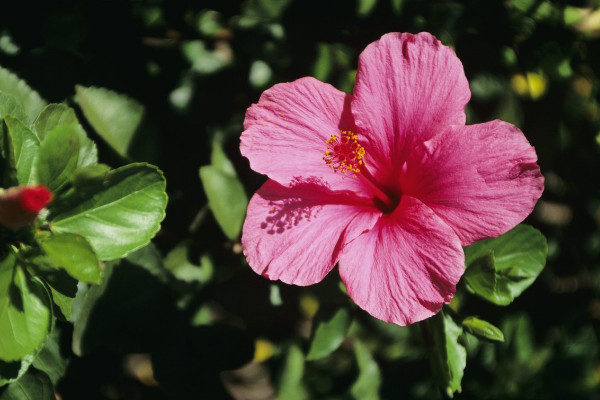 芙蓉花是什麼花